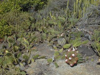 Some cacti