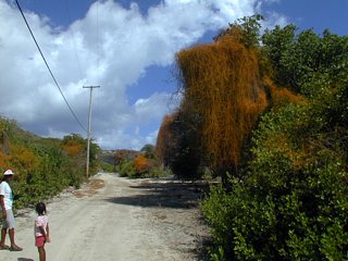 A road scene near Richmond Bay